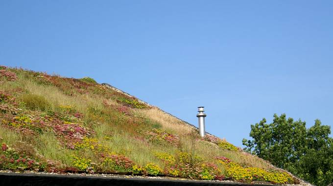 Begrüntes Dach