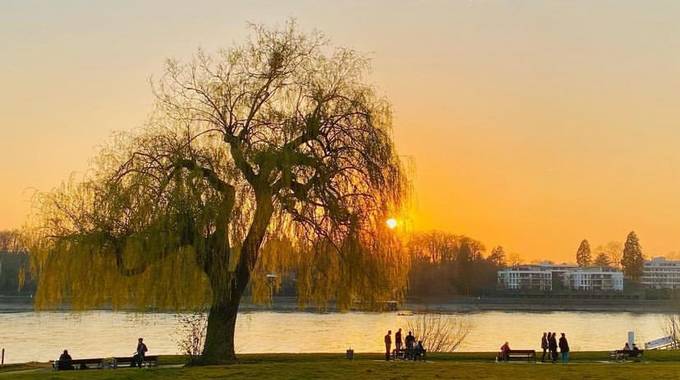 Trauerweide auf einer Wiese am Rhein im Sonnenuntergang