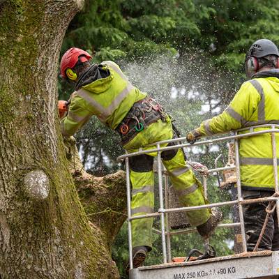 Zwei Arbeiter beschneiden im Baum Äste