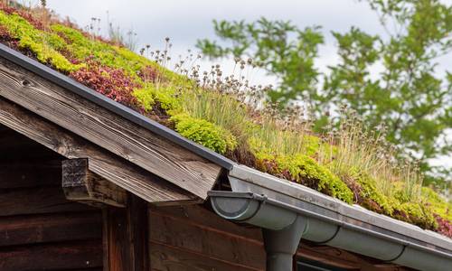 plants on roof top von budimir jevtic adobestock 519452113