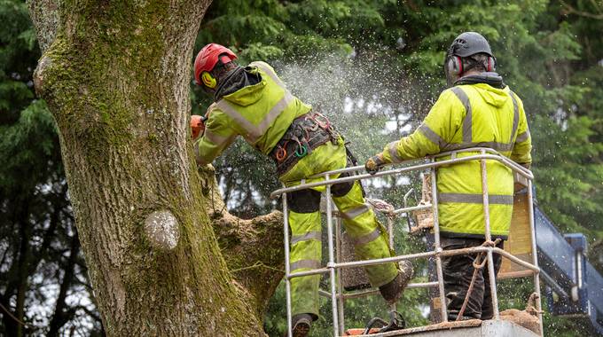 Zwei Arbeiter beschneiden im Baum Äste