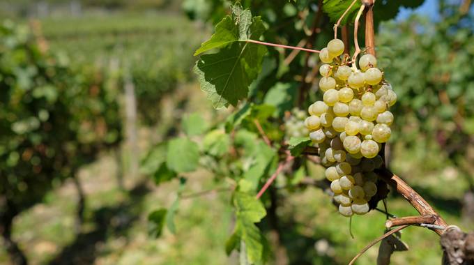 Weinrebe und Trauben im Weinberg